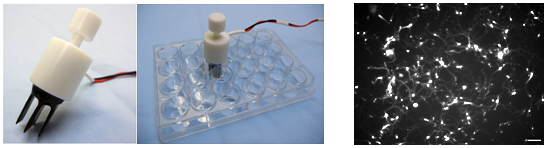 adhesive_cells_electroporation_BEX_Co.jpg