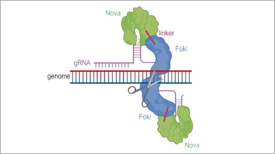 i18n.news.details.news247.image