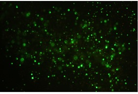 FallPulse4Plasmid