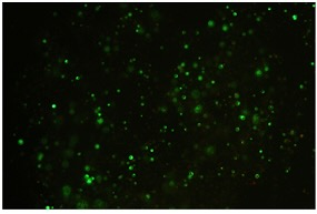 PreviousPulse4Plasmid