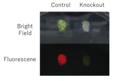 PreviousPulse4Plasmid