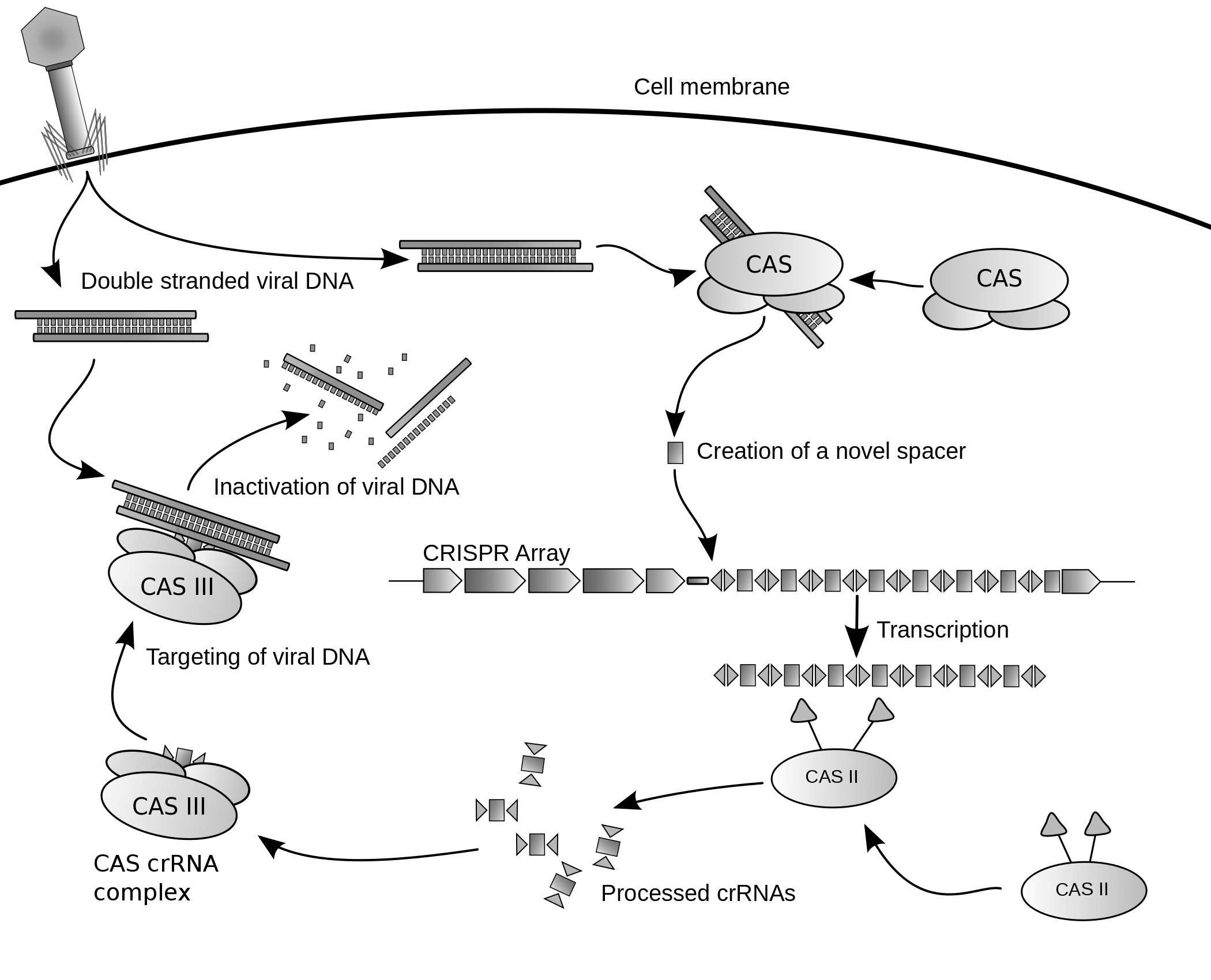 crisprOutline