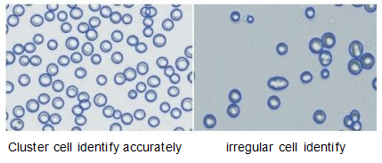 AI_cell_irregular