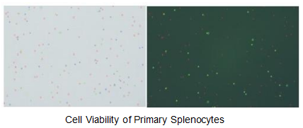 AI_cell_viability