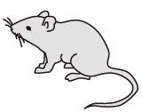 MousePhoto