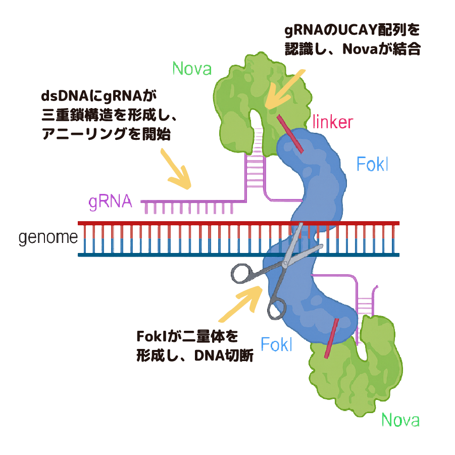 UCAY(ウカイ)の概要図