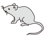 マウス画像